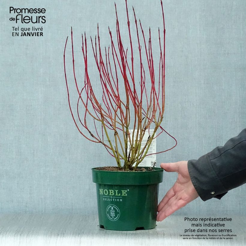 Cornus alba Ivory Halo Vaso da 3L/4L esemplare consegnato in inverno