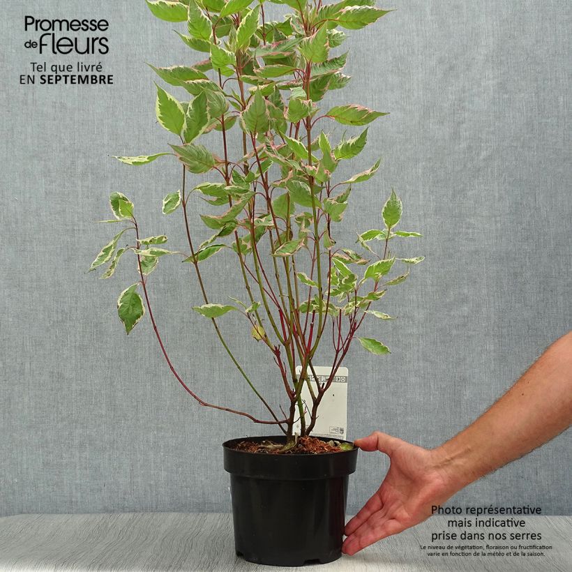 Esemplare di Cornus alba Miracle Vaso da 3L/4L come consegnato in autunno