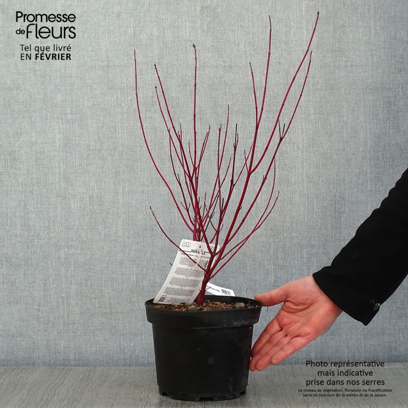 Cornus alba Miracle Vaso da 3L/4L esemplare consegnato in inverno