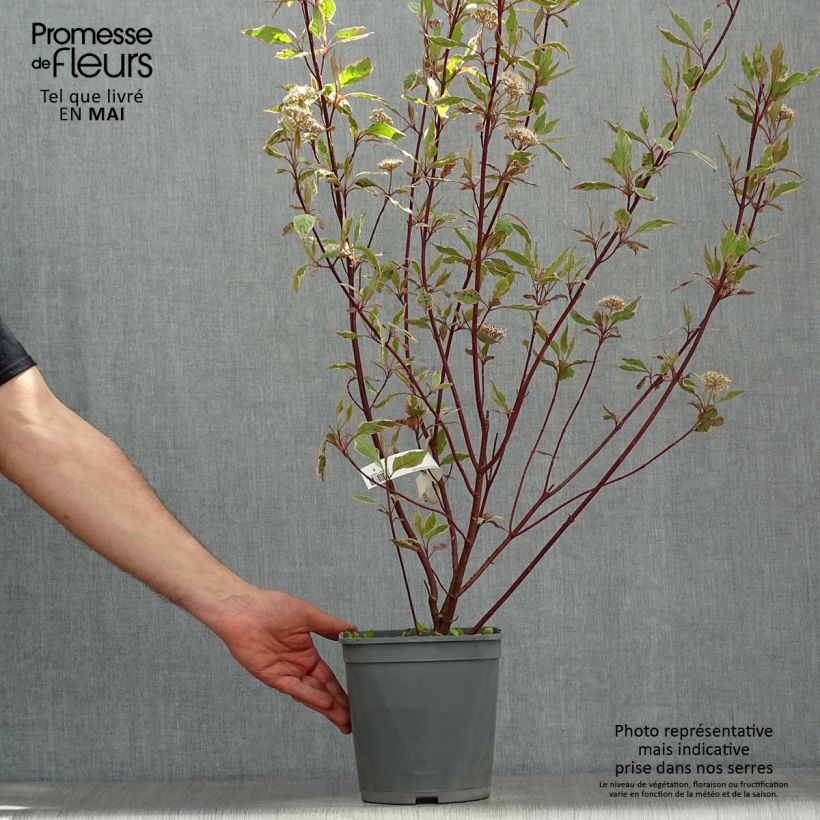 Cornus alba Miracle Vaso da 3L/4L esemplare consegnato in primavera