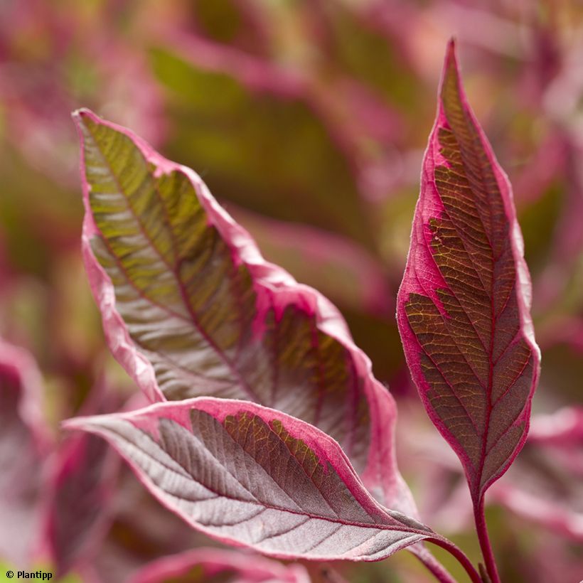 Cornus alba Miracle (Fogliame)