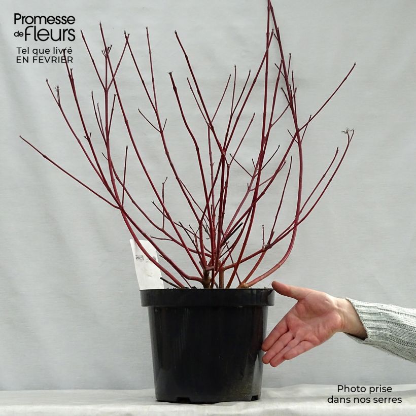 Cornus alba Siberian Pearls Vaso da 7,5L/10L esemplare consegnato in inverno