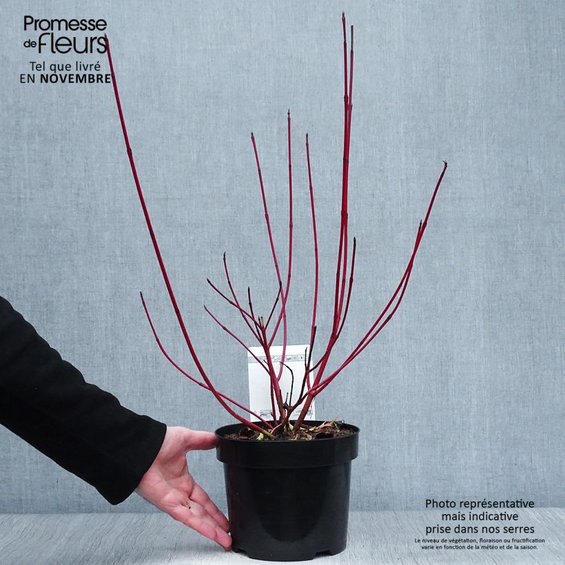 Esemplare di Cornus alba Siberian Pearls Vaso da 3L/4L come consegnato in autunno