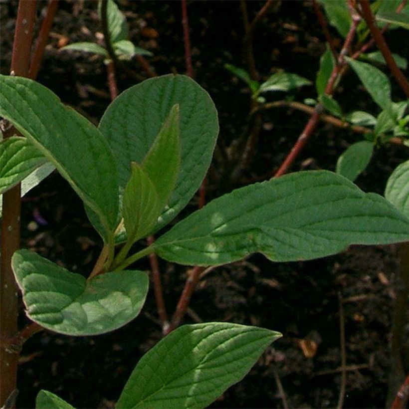 Cornus alba Sibirica (Fogliame)