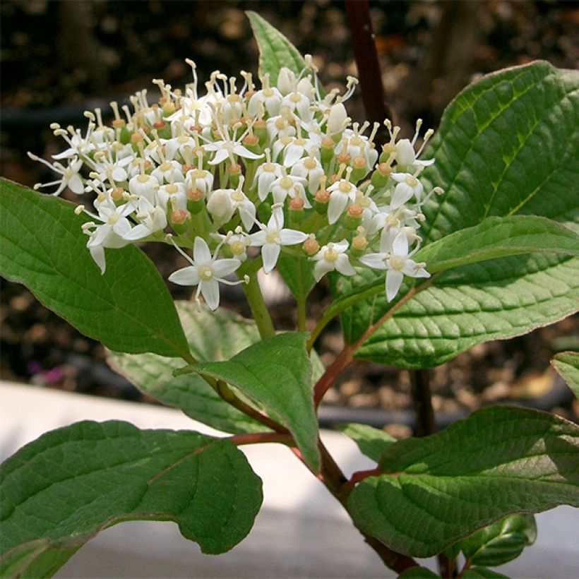 Cornus alba Sibirica (Fioritura)