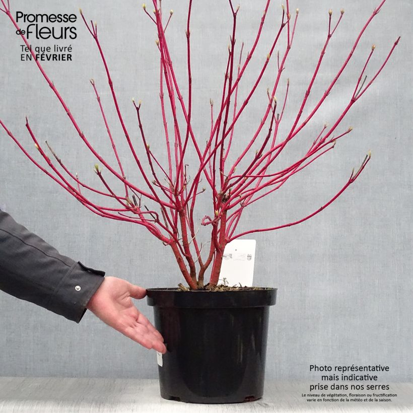 Cornus alba Sibirica Vaso da 6L/7L esemplare consegnato in inverno