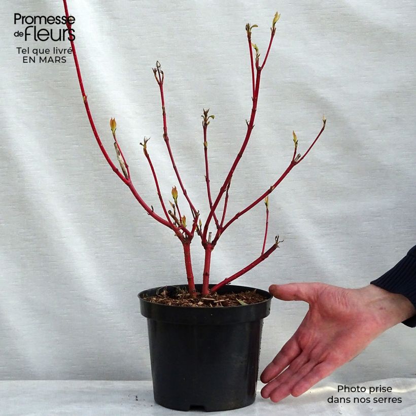 Cornus alba Sibirica Vaso da 2L/3L esemplare consegnato in primavera