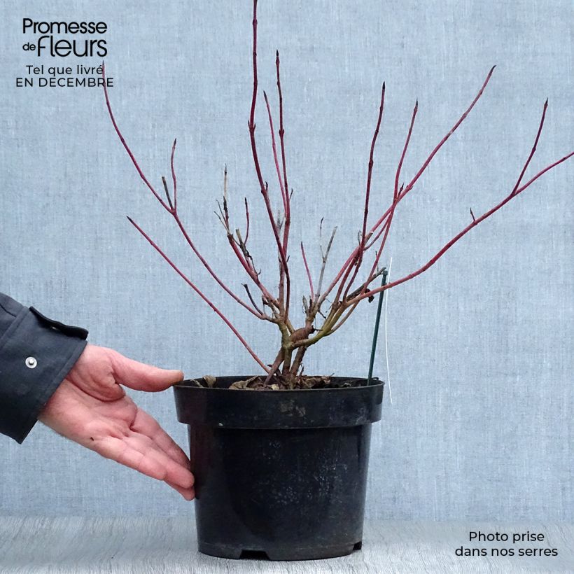 Cornus alba Sibirica Variegata Vaso da 2L/3L esemplare consegnato in inverno