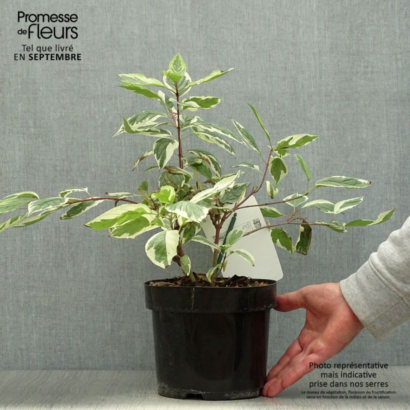 Esemplare di Cornus alba Sibirica Variegata Vaso da 2L/3L come consegnato in autunno