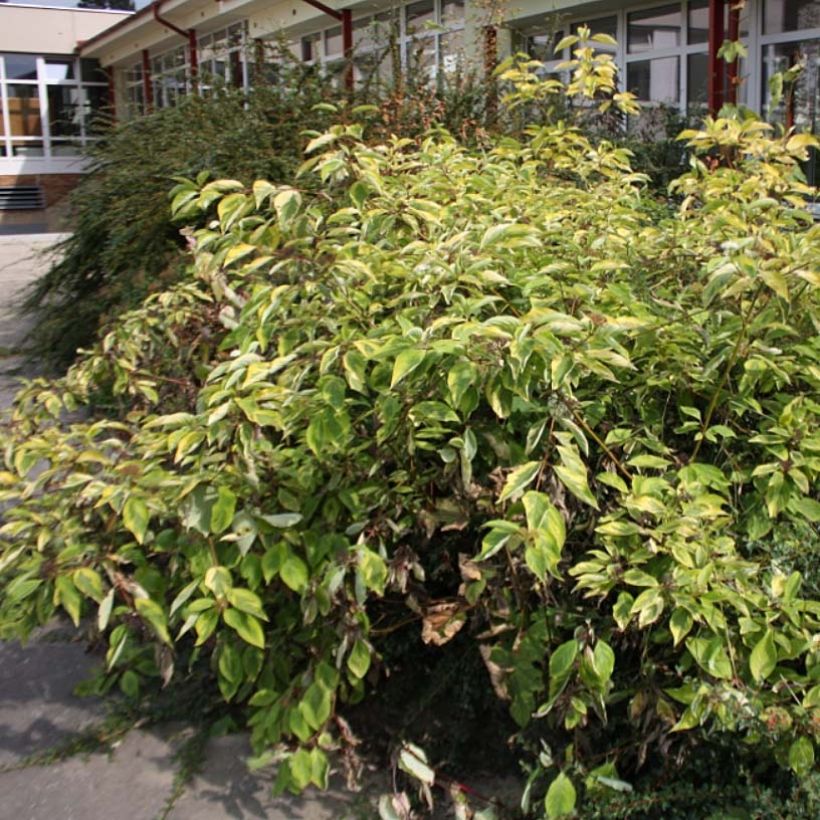 Cornus alba Spaethii (Porto)