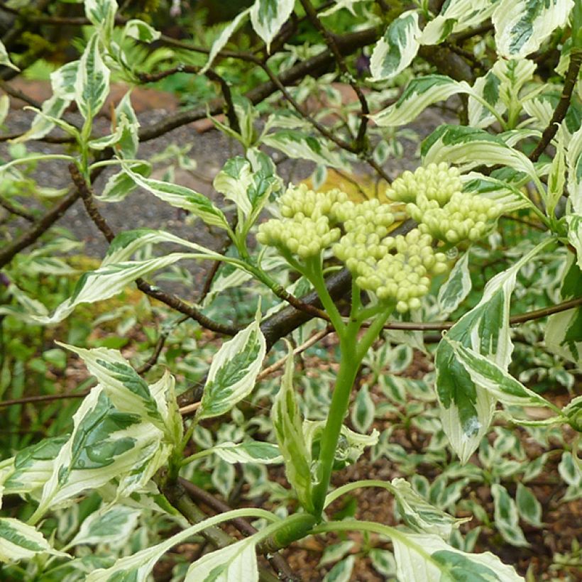 Cornus alternifolia Argentea (Fioritura)