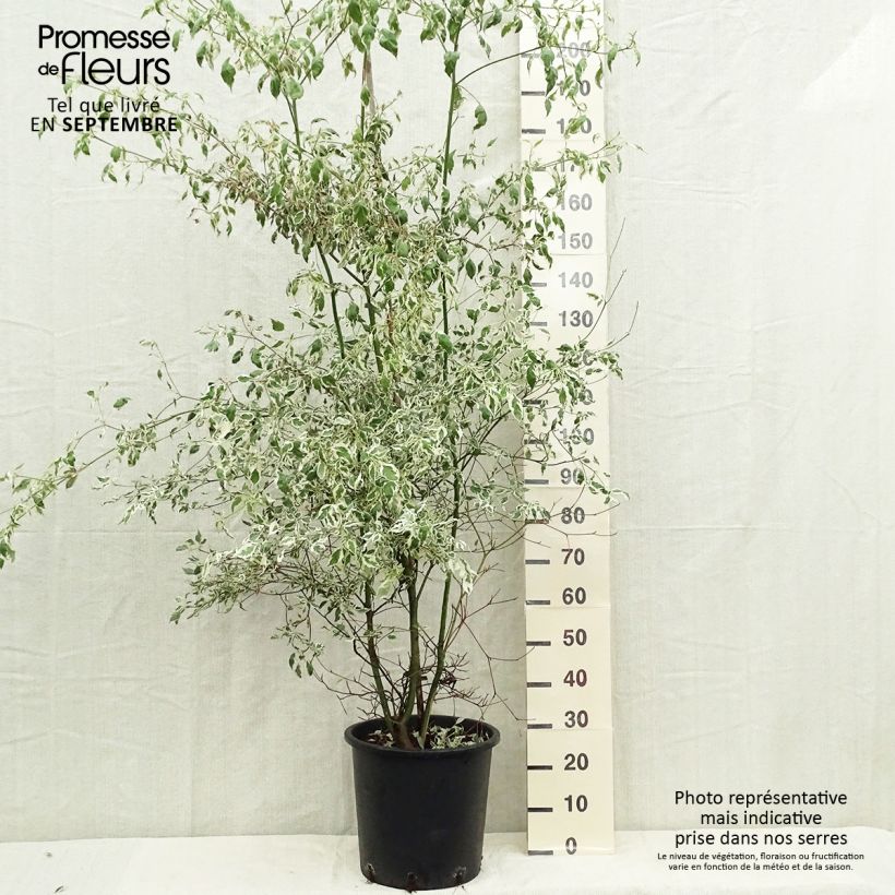 Esemplare di Cornus alternifolia Argentea Vaso da 20L/25L come consegnato in autunno