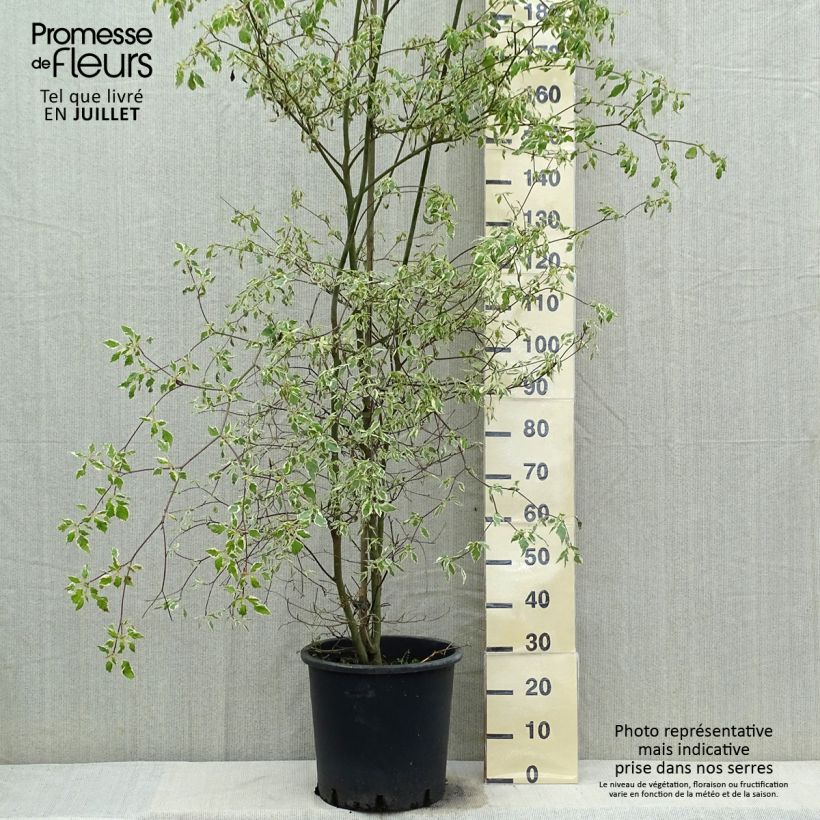 Esemplare di Cornus alternifolia Argentea Vaso da 20L/25L consegnato in estate