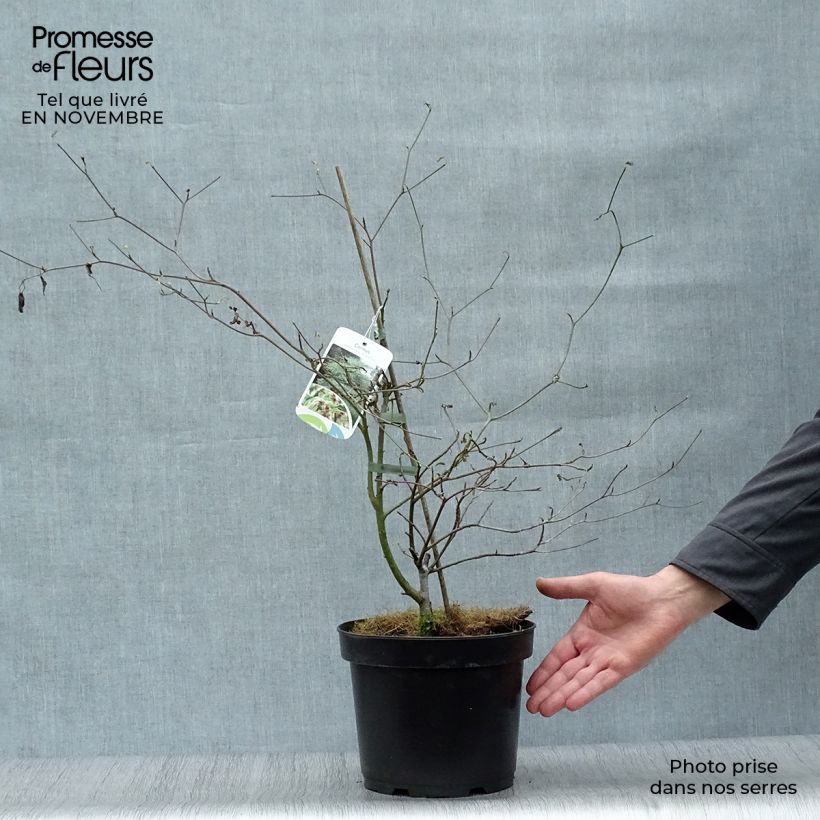 Esemplare di Cornus alternifolia Argentea Vaso da 3L/4L come consegnato in autunno