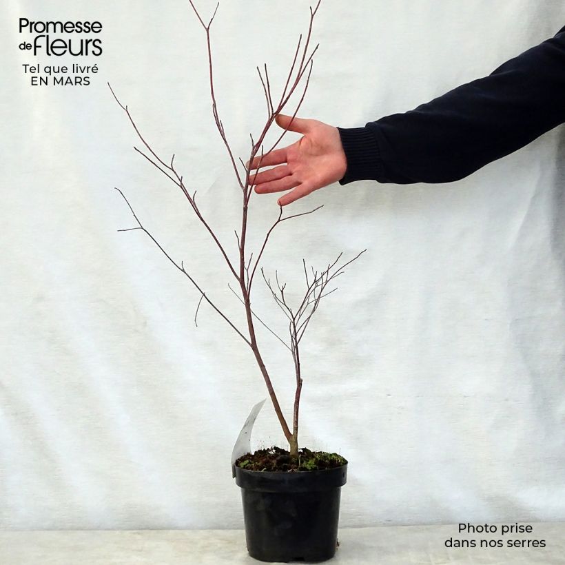 Cornus alternifolia Vaso da 3L/4L esemplare consegnato in primavera