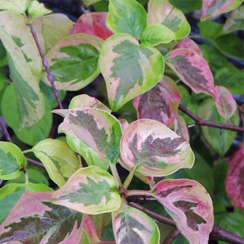 Cornus alternifolia Golden Shadows (Fogliame)