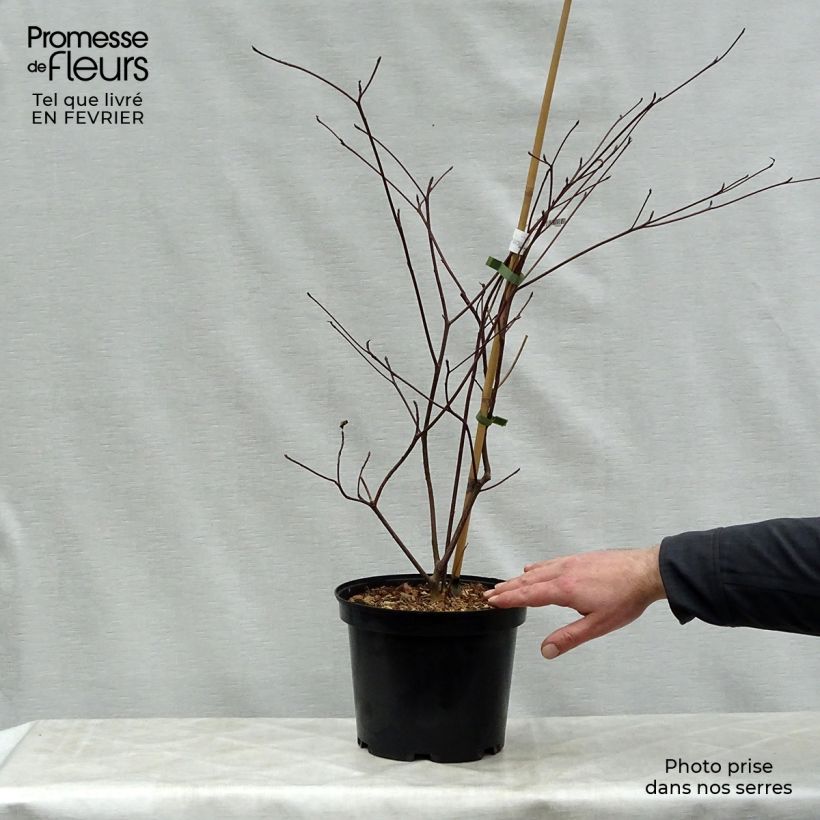 Cornus alternifolia Pinky Spots Vaso da 4L/5L esemplare consegnato in inverno