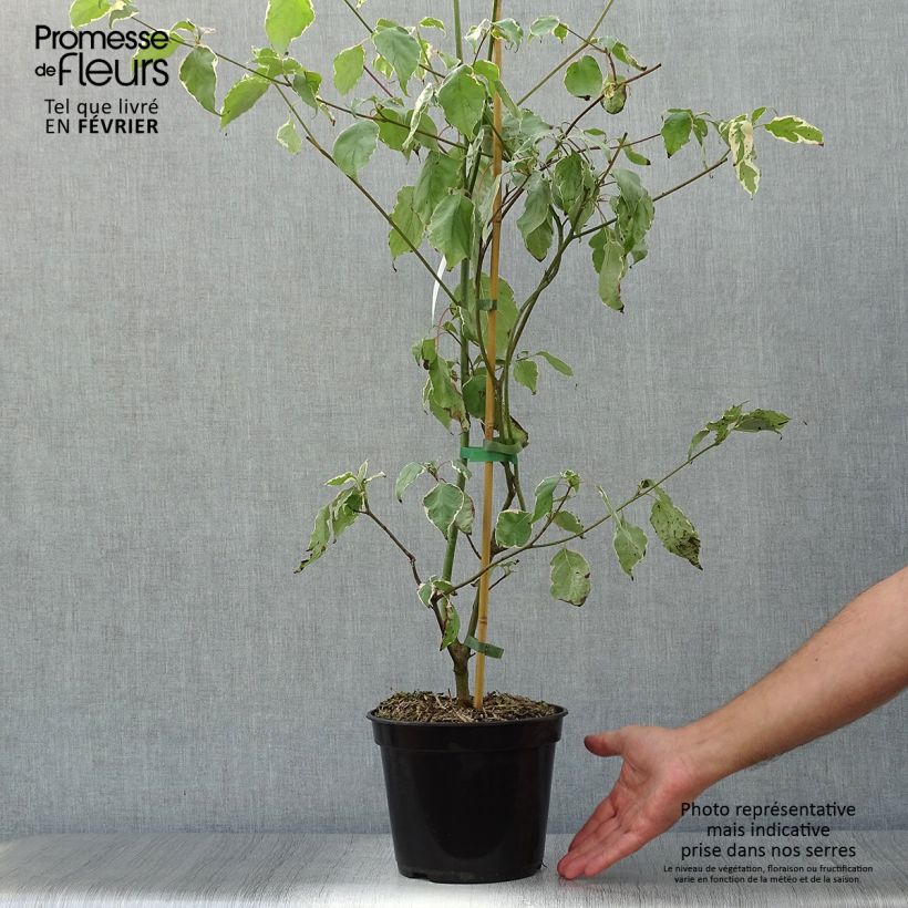 Esemplare di Cornus alternifolia Pinky Spots Vaso da 4L/5L come consegnato in autunno