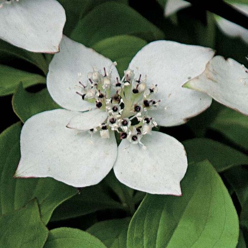 Cornus canadensis (Fioritura)