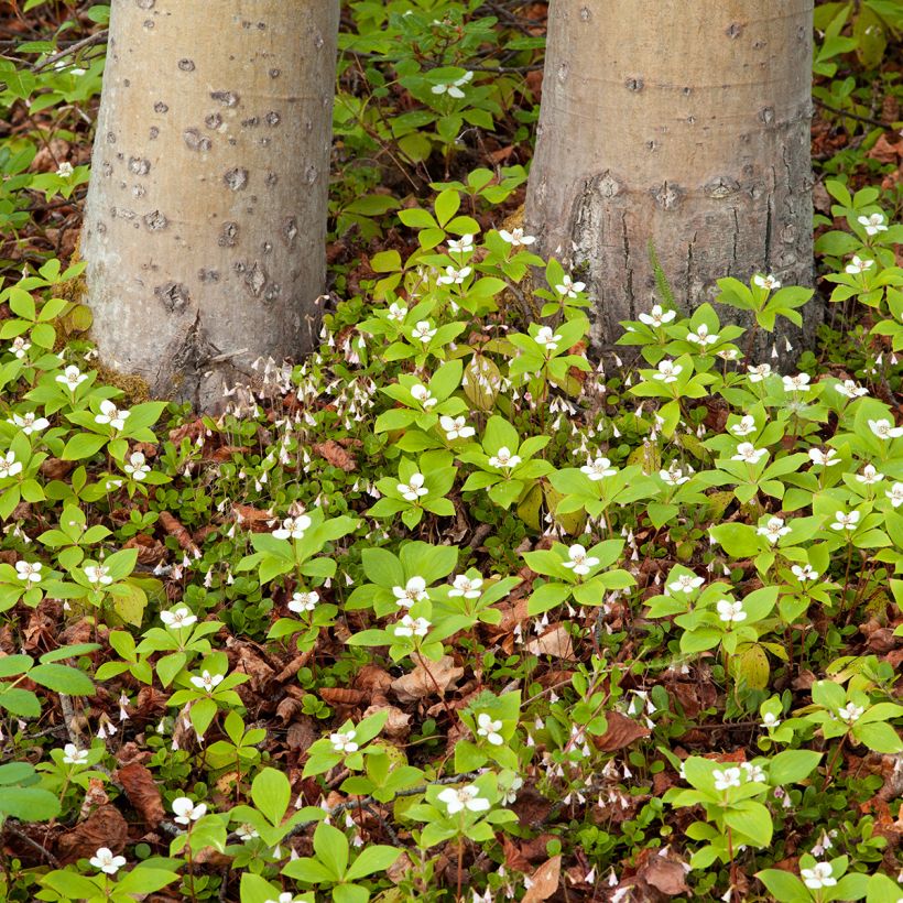 Cornus canadensis (Porto)