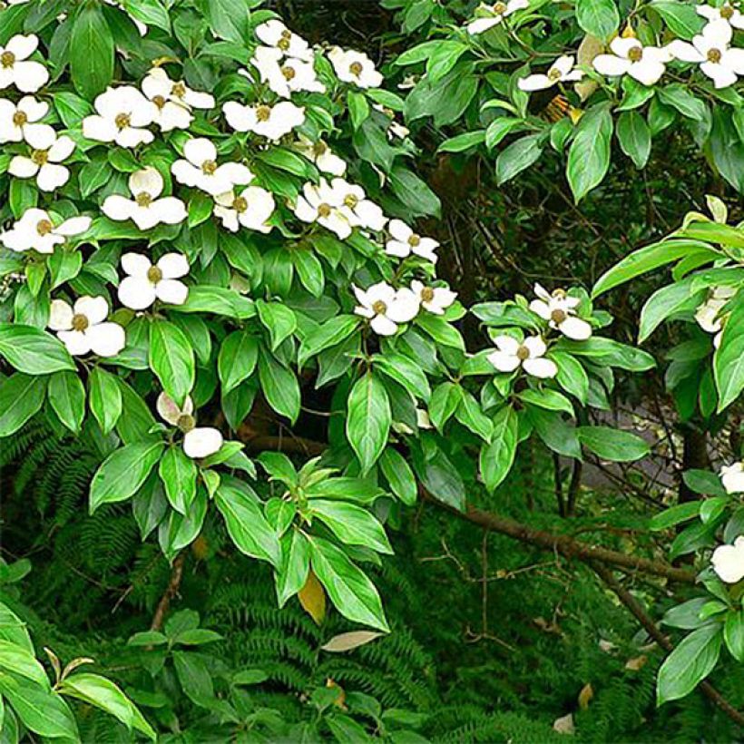 Cornus capitata (Fogliame)