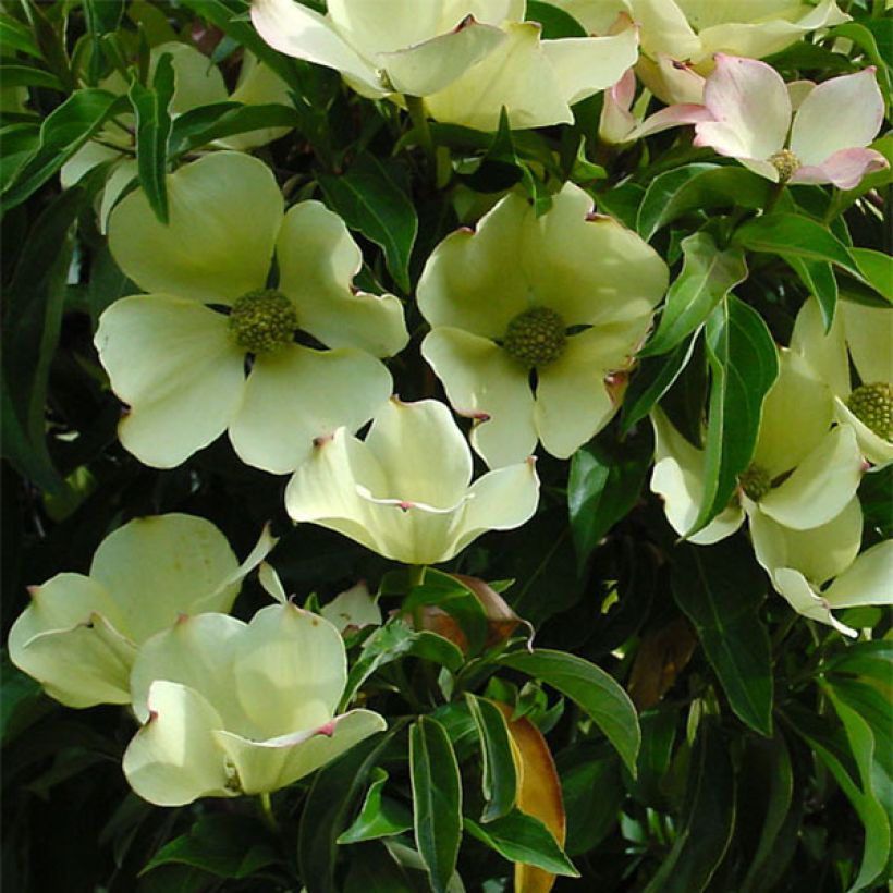Cornus capitata (Fioritura)