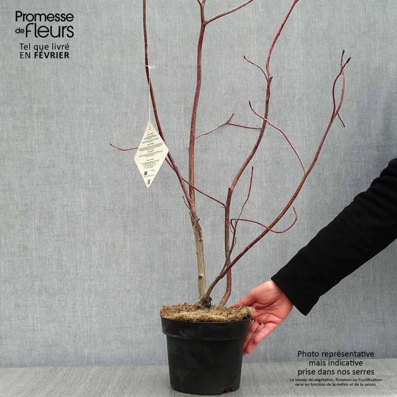 Cornus controversa Vaso da 4L/5L esemplare consegnato in inverno