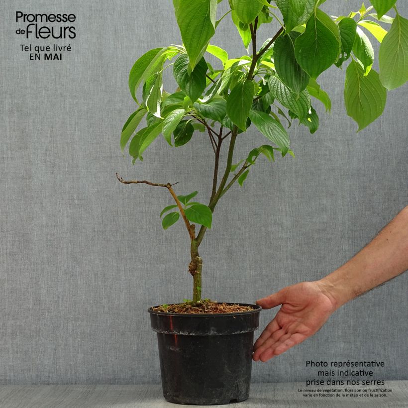 Cornus controversa Pagoda Vaso da 4L/5L esemplare consegnato in primavera
