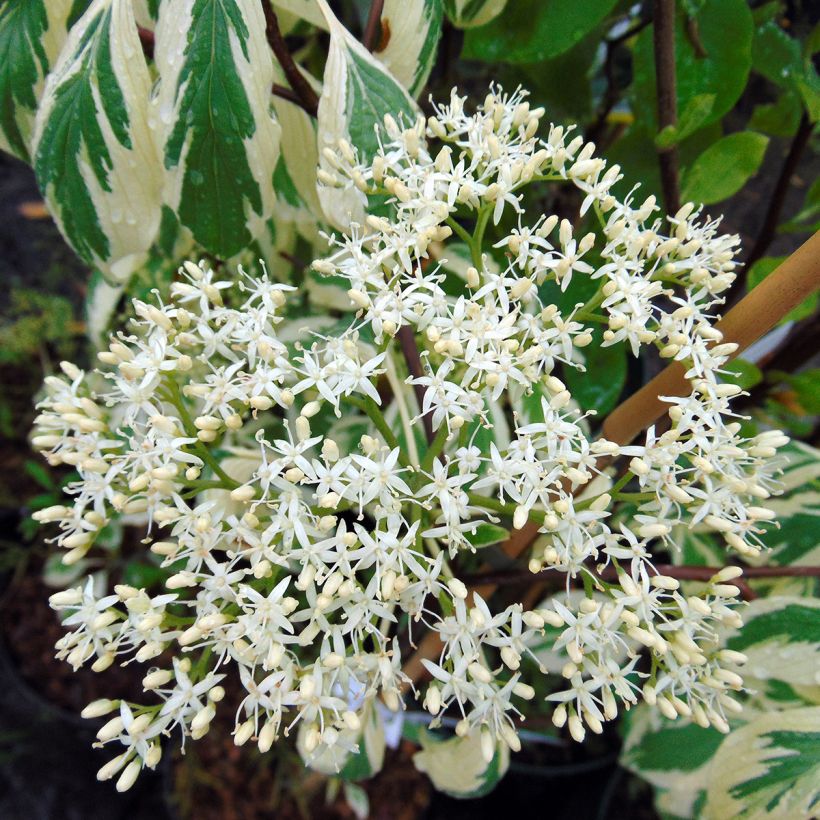 Cornus controversa Variegata (Fioritura)