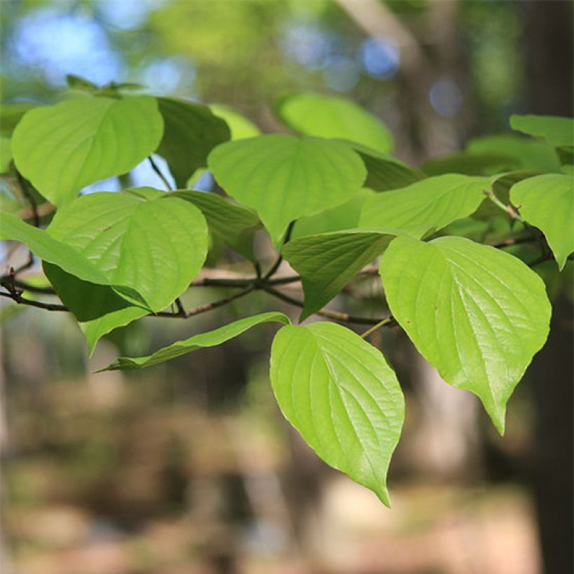 Cornus florida (Fogliame)