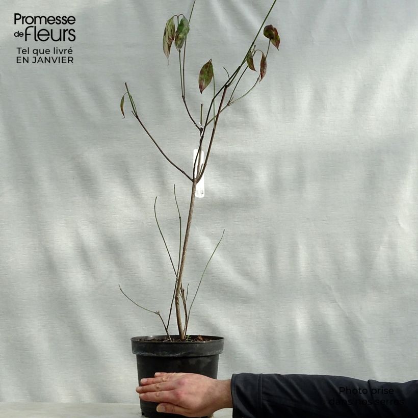 Cornus florida Cherokee Chief Vaso da 4L/5L esemplare consegnato in inverno