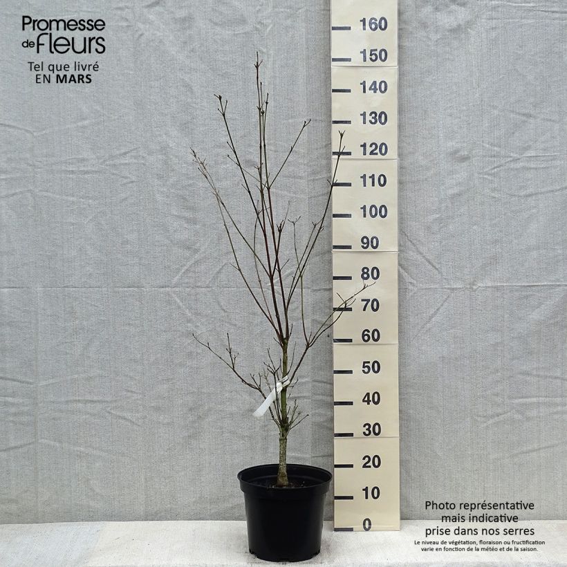 Cornus florida Cloud Nine Vaso da 7,5L/10L esemplare consegnato in inverno