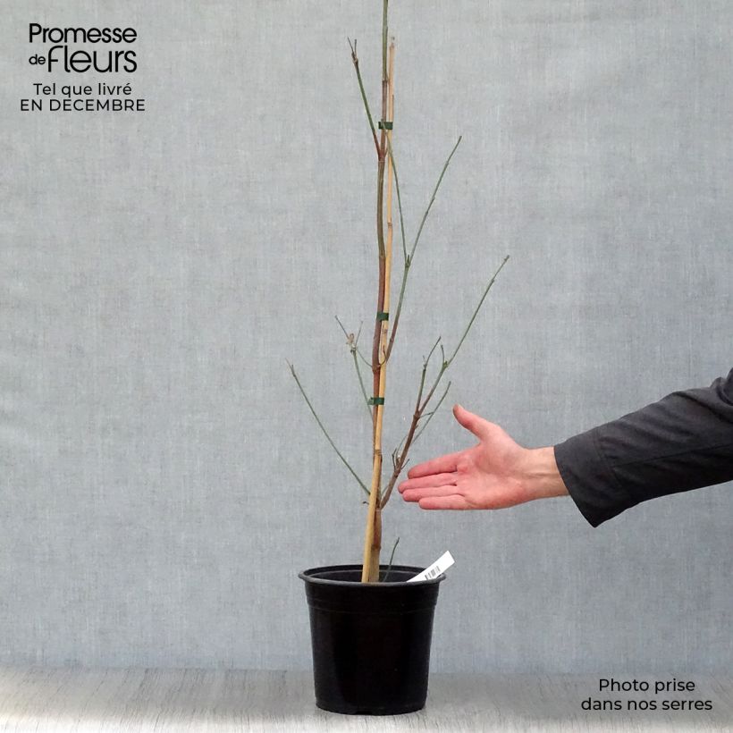 Cornus florida Cloud Nine Vaso da 4L/5L esemplare consegnato in inverno