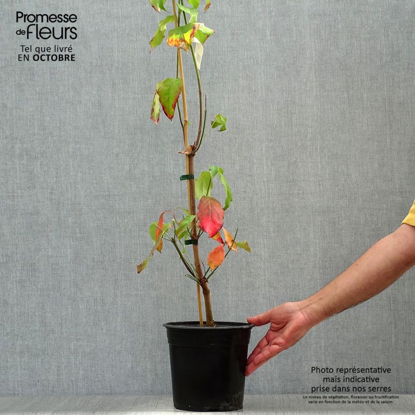 Esemplare di Cornus florida Cloud Nine Vaso da 4L/5L come consegnato in autunno