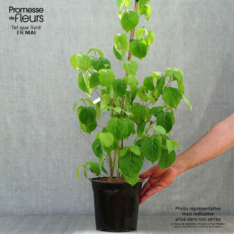 Cornus florida Cloud Nine Vaso da 4L/5L esemplare consegnato in primavera