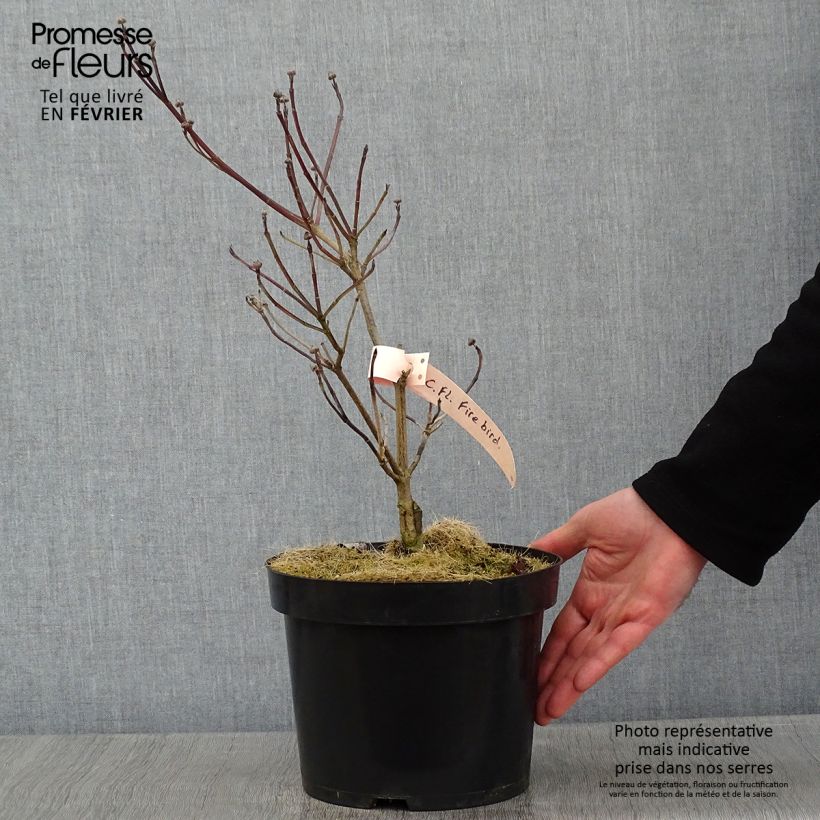 Cornus florida Firebird Vaso da 4L/5L esemplare consegnato in inverno