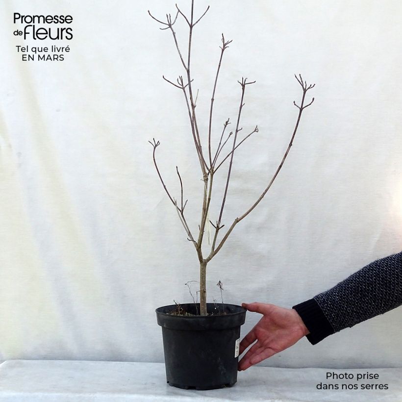 Cornus florida Rainbow Vaso da 4L/5L esemplare consegnato in inverno