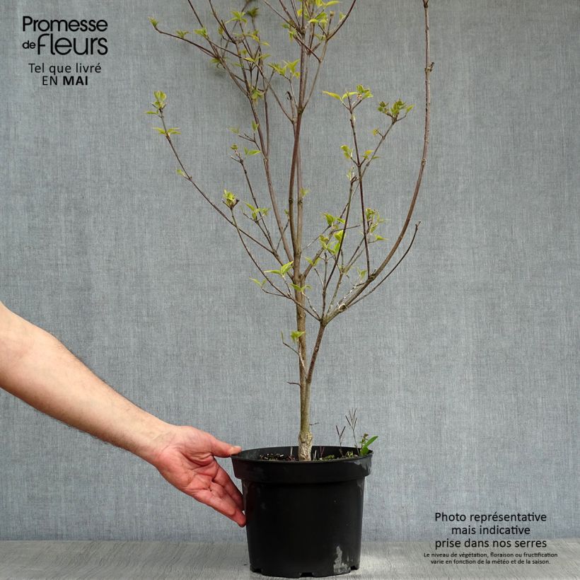 Cornus florida Rainbow Vaso da 4L/5L esemplare consegnato in primavera