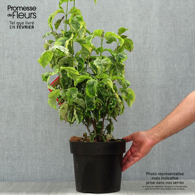 Esemplare di Cornus florida Rainbow Vaso da 6L/7L come consegnato in autunno