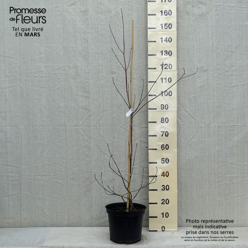 Cornus florida Rubra Vaso da 6L/7L esemplare consegnato in inverno