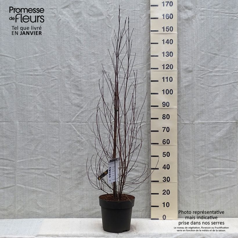 Cornus florida Vaso da 7,5L/10L esemplare consegnato in inverno