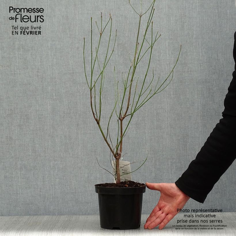 Cornus florida Vaso da 2L/3L esemplare consegnato in inverno