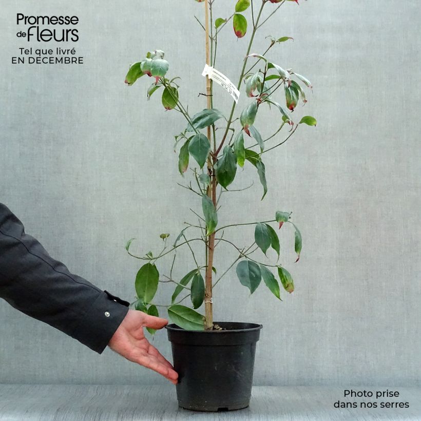 Cornus hongkongensis Vaso da 2L/3L esemplare consegnato in inverno