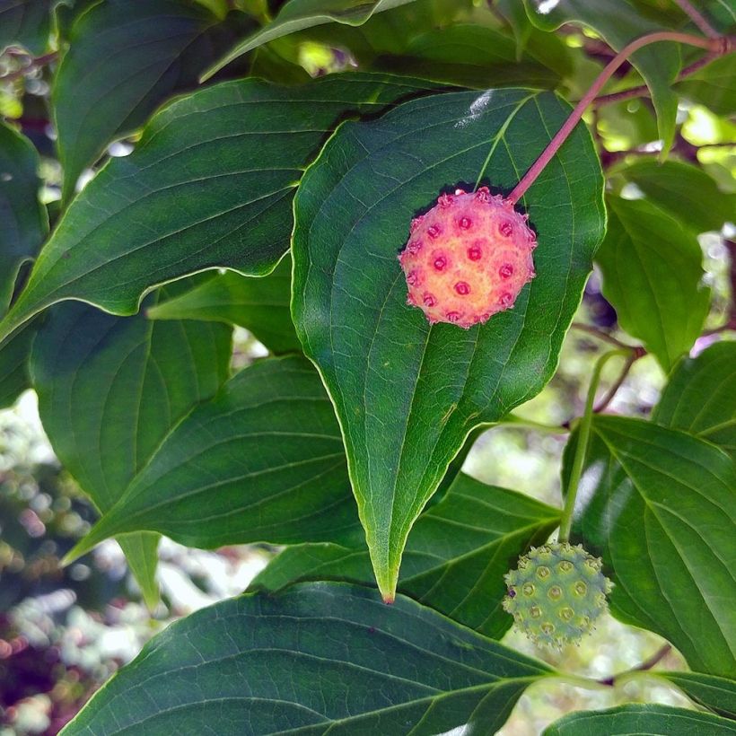 Cornus kousa (Raccolta)