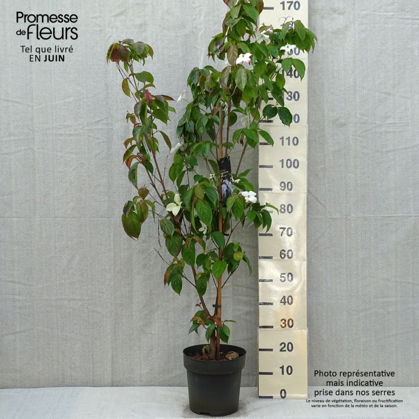 Cornus kousa Blooming White Tetra - Corniolo giapponese Vaso da 4L/5L esemplare consegnato in primavera