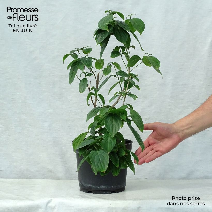 Esemplare di Cornus kousa Cappuccino - Corniolo giapponese Vaso da 6L/7L consegnato in estate