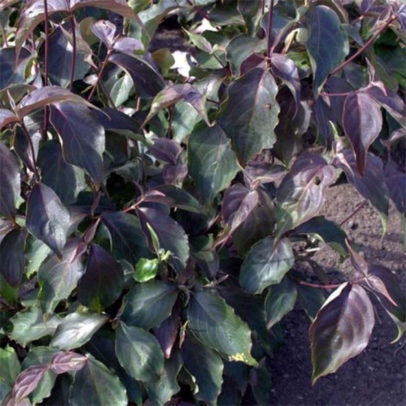 Cornus kousa Cappuccino - Corniolo giapponese (Fogliame)