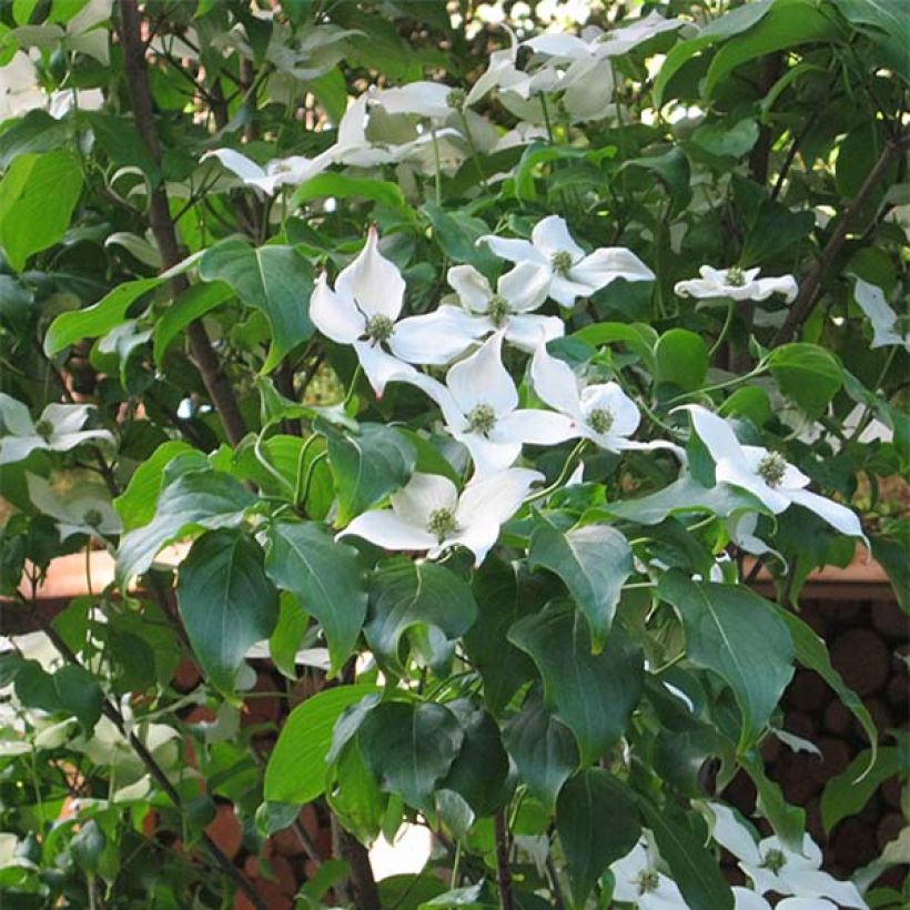 Cornus kousa Cappuccino - Corniolo giapponese (Fioritura)