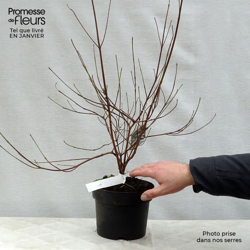 Cornus kousa Chinensis - Corniolo giapponese Vaso da 3L/4L esemplare consegnato in inverno
