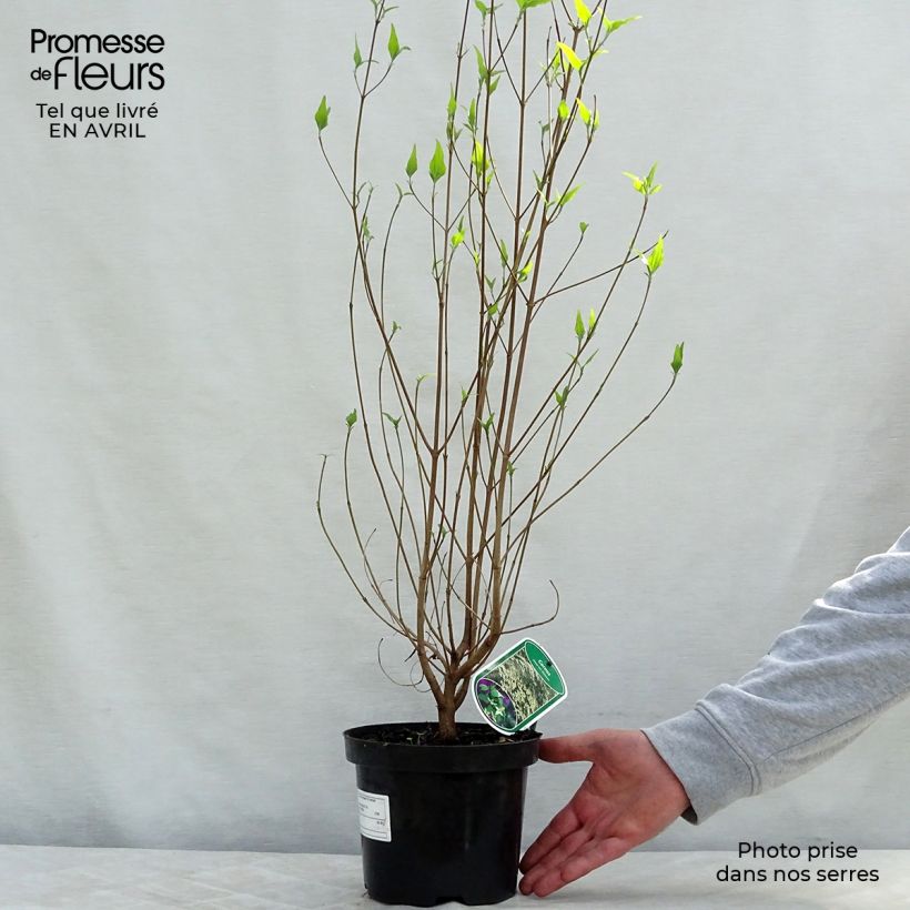 Cornus kousa Chinensis - Corniolo giapponese Vaso da 3L/4L esemplare consegnato in primavera